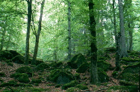 Phd dissertation image